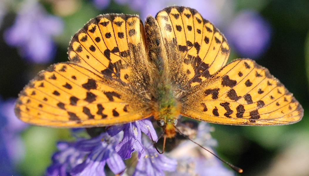 Pearl bordered fritillary  Photo: Ross Newham