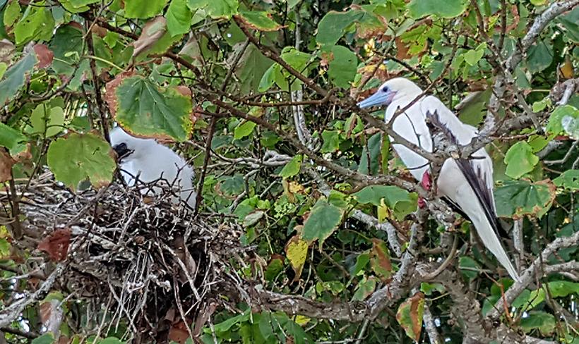 Red footed booby bird on Diego Garcia