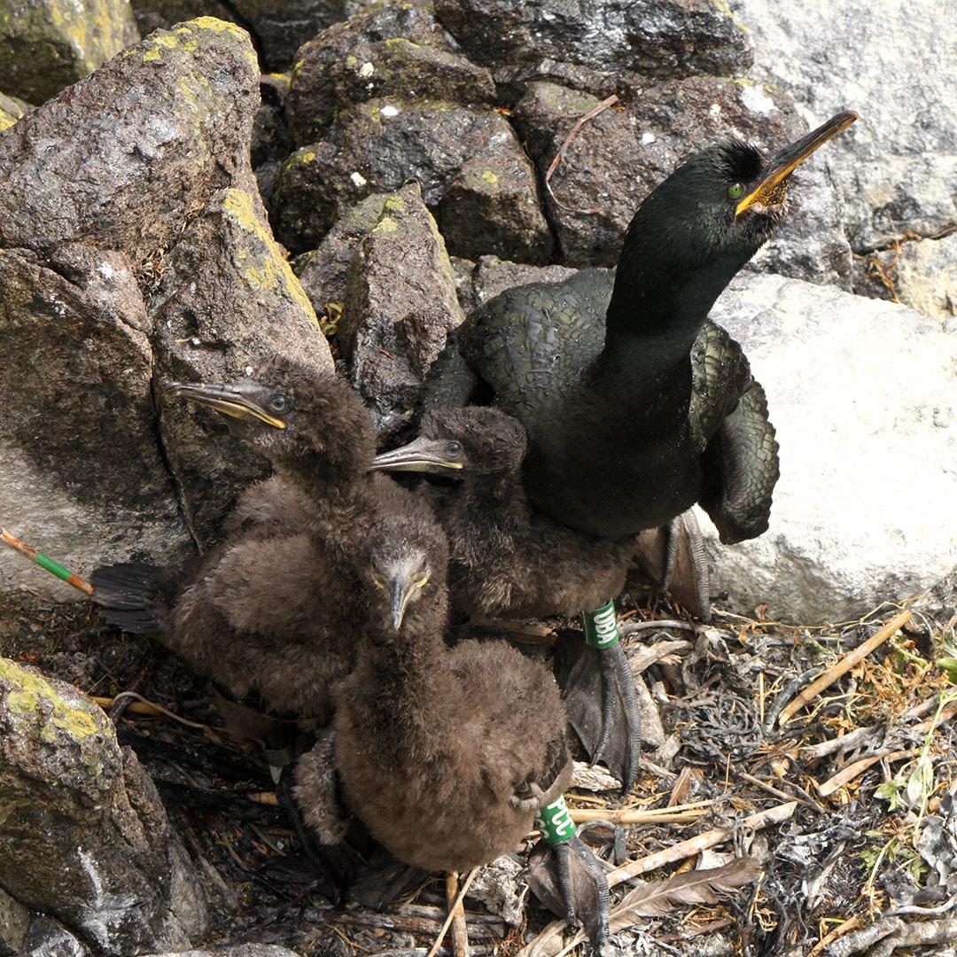 A family of shags on the Isle of May  Picture: Gwyn Rees