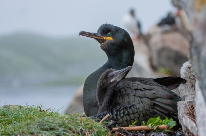 A European shag on the Isle of May Picture: Sam Langlois Lopez