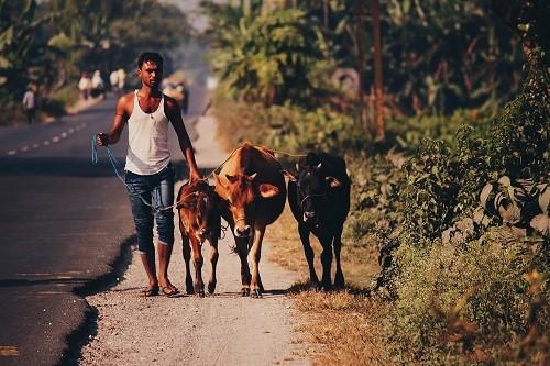 Smallholding farmer in India