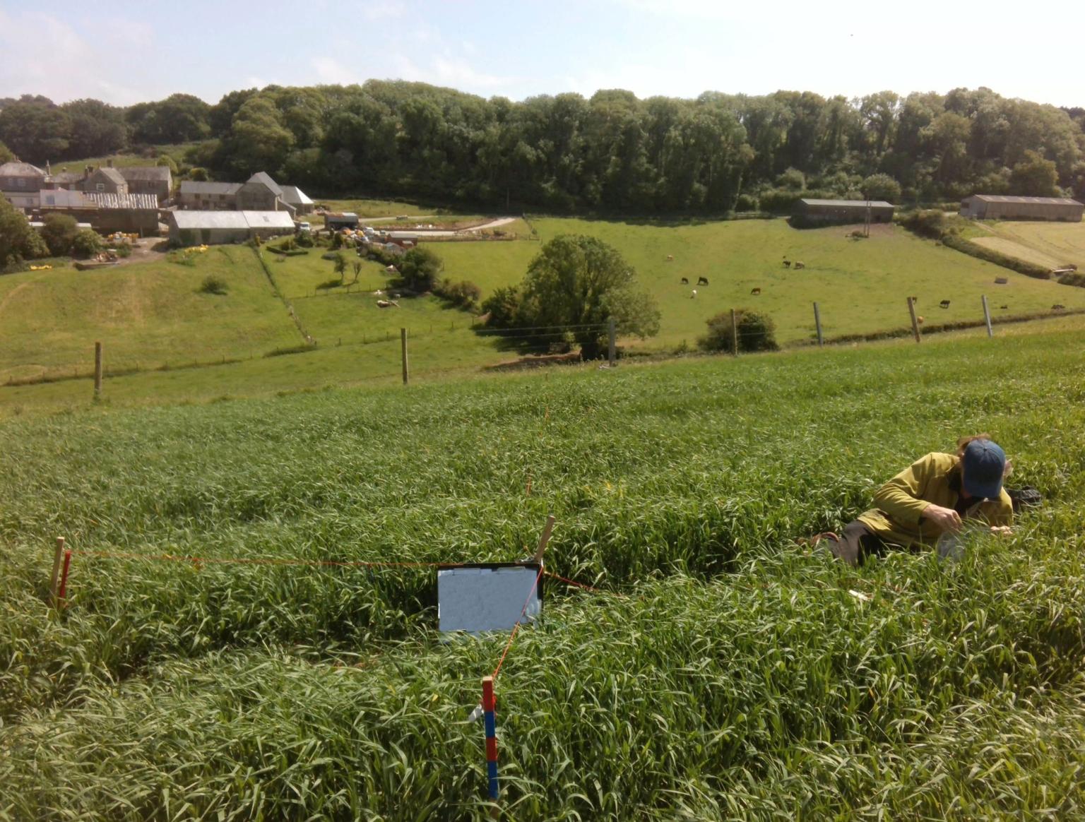 Scientist in a field