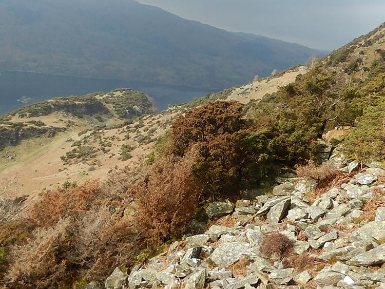 Juniper infected with P austrocedri