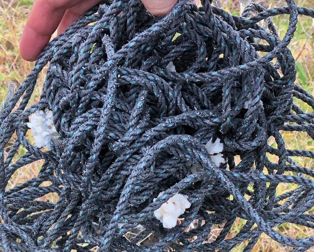 Plastic rope transporting living corals