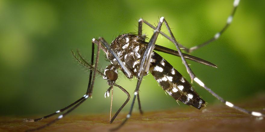 Asian tiger mosquito