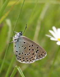 A Large Blue butterfly photo by David Simcox 