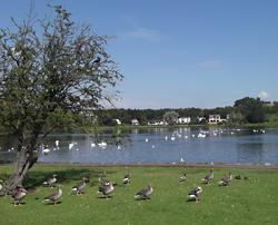 Waterfowl by Linlithgow loch on a sunny day