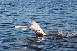 Swan on Loch Leven