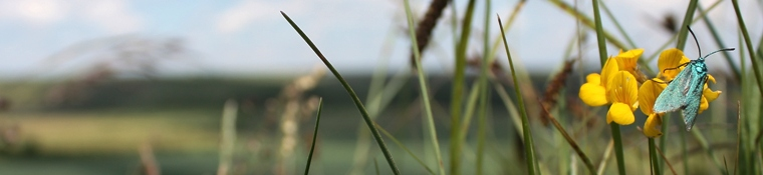 moth in landscape