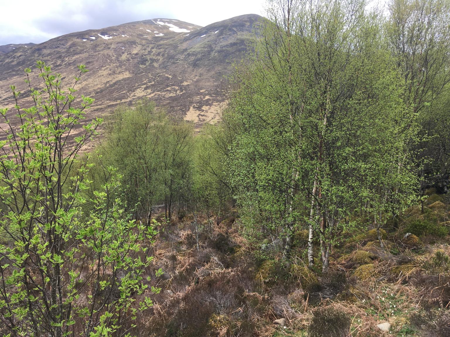 Natural regeneration of trees following reduction in grazing at Creag Meagaidh National Nature Reserve  Picture: Mike Morecroft