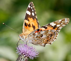 Painted Lady butterfly (Photo: Shutterstock)