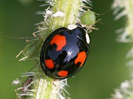 Harlequin ladybird (Harmonia axyridis). Photo by Ken Dolbear