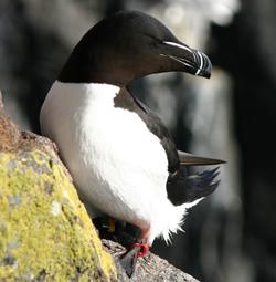 Razorbill with a coloured ring