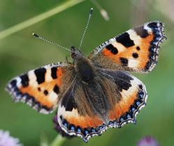 Small Tortoiseshell numbers have declined in the last decade