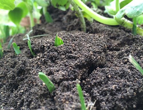 New growth in soil