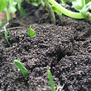 soil-growth-pixabay