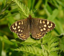 Speckled Wood butterfly