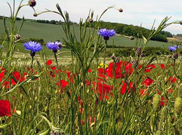 Biodiversity field experiment