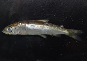The vendace found in survey this year.  Photo: Ian Winfield.