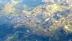 Weeds near outflow on Linlithgow loch