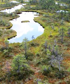 A wetland scene   Picture: Shutterstock