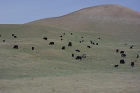 Grassland ecosystems in Qinghai province, China are suffering ecological degradation (photo by vomacka)