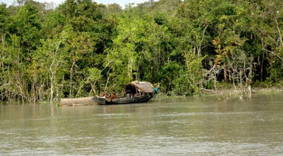 Dense forest and logging boat