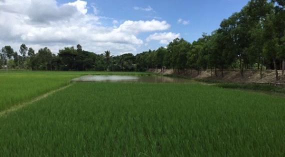 Rice field in Sundarbans
