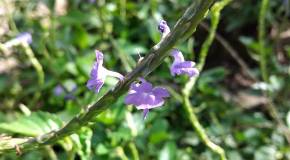 Flowers of blue vervain plant