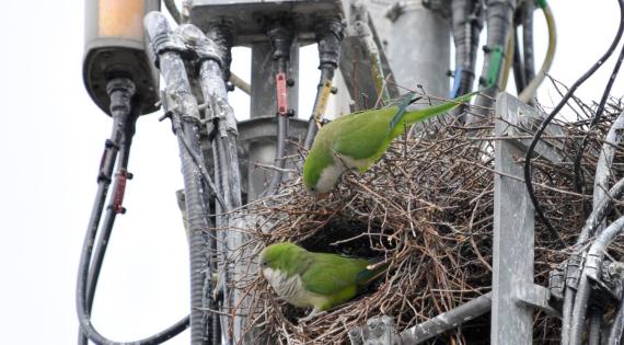 Two monk parakeets in a nest