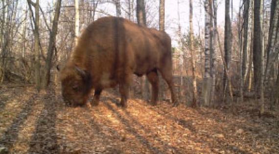 Bison