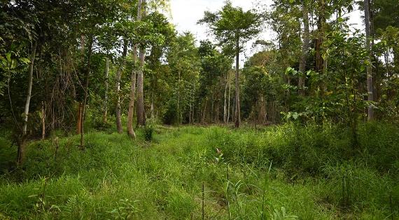 Forest area with trees in background and sticks in foreground to mark planting locations