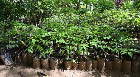 Seedlings of various species and ages in pots