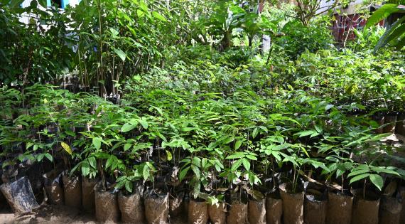 Seedlings of various species and ages in pots