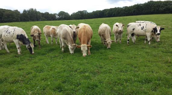 North Wyke cows