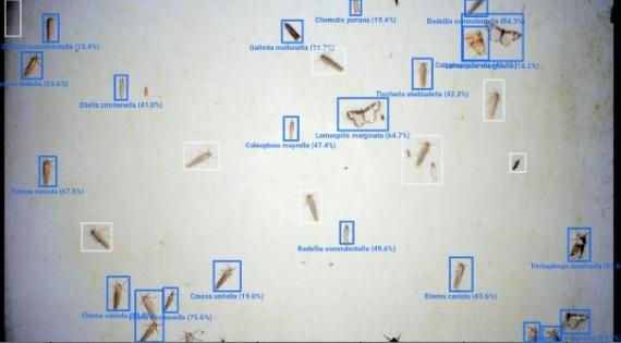 Biodiversity classifying software under development
