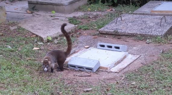 A coati, a mammal native to parts of the Americas 