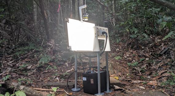 Equipment for automated monitoring of moths in a forest location