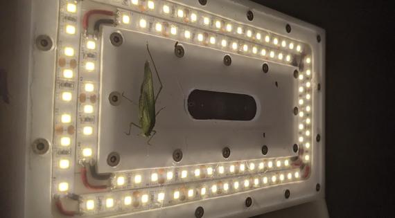 Grasshopper attracted to the lighting