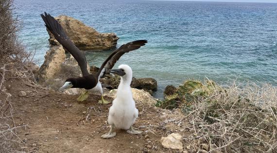 Adult Booby and chick on Dog Island, Anguilla