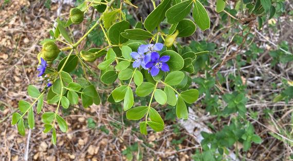 Lignum vitae, an endangered plant on Prickly Pear island, Anguilla