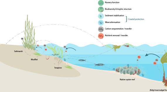 An infographic of co-located dune, saltmarsh, seagrass, mudflat, oyster bed and kelp forest illustrate interactions between habitats with added co-benefits to biodiversity function, carbon storage and flows, nutrient storage and protection against waves and storms.  