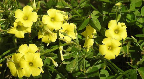 Oxalis pes caprae flowers