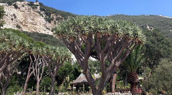 Trees in Gilbraltar Botanic Gardens