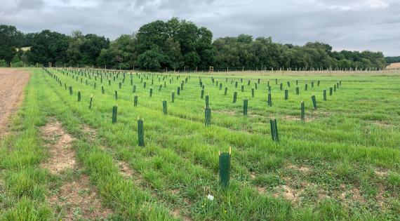 SRF Eucalyptus just planted in a large field