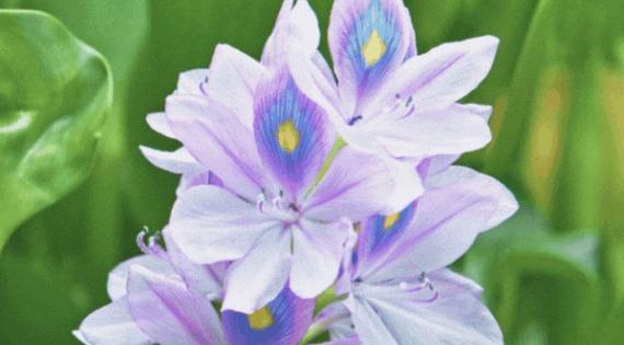 water hyacinth