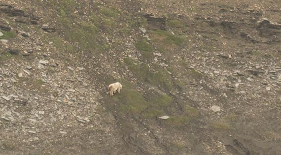 Polar bear on the shoreline of Blomstrandhalvøya