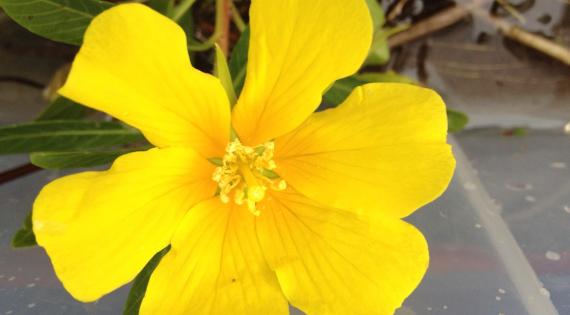 Ludwigia grandiflora