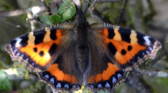 Tortoiseshell butterfly