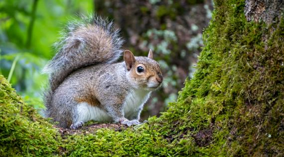 Grey squirrel